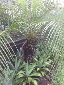 cây Chà Là Cảnh - cây Cau Nga My