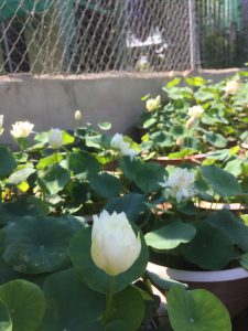 chậu sen trắng trồng làm cảnh