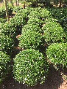 Cây Mai Vạn Phúc tán tròn