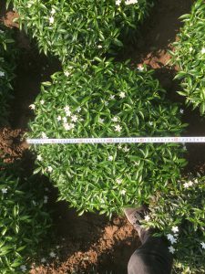 Cây Mai Vạn Phúc tán tròn