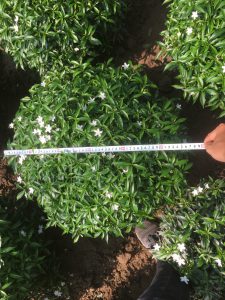 Cây Mai Vạn Phúc tán tròn