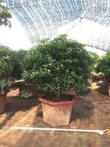 Cây Mai Vạn Phúc tán tròn