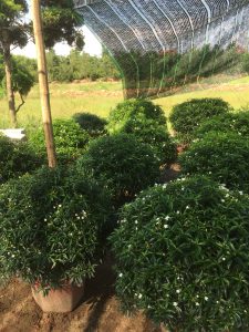 Cây Mai Vạn Phúc tán tròn