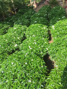 Cây Mai Vạn Phúc tán tròn