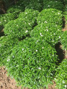 Cây Mai Vạn Phúc tán tròn