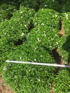 Cây Mai Vạn Phúc tán tròn