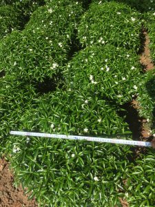 Cây Mai Vạn Phúc tán tròn