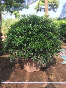 Cây Mai Vạn Phúc tán tròn