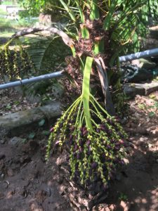 cây Chà Là Cảnh - cây Cau Nga My