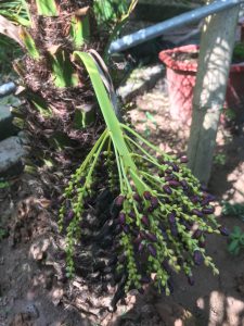 cây Chà Là Cảnh - cây Cau Nga My