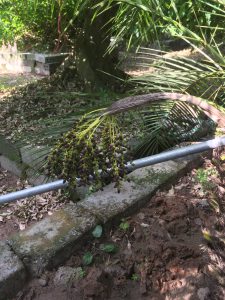 cây Chà Là Cảnh - cây Cau Nga My