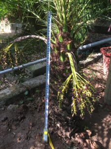 cây Chà Là Cảnh - cây Cau Nga My