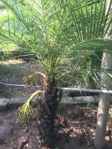 cây Chà Là Cảnh - cây Cau Nga My