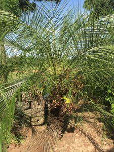 cây Chà Là Cảnh - cây Cau Nga My