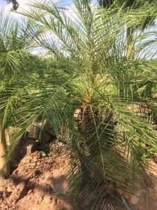 cây Chà Là Cảnh - cây Cau Nga My