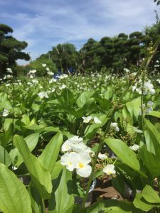 cây bách thủy tiên thủy sinh