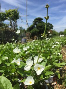 cây bách thủy tiên thủy sinh