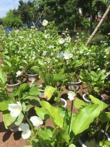 cây bách thủy tiên thủy sinh