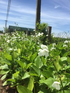 cây bách thủy tiên thủy sinh