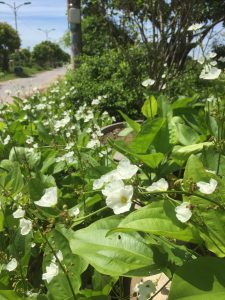 cây bách thủy tiên thủy sinh