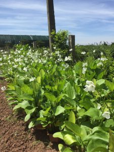 cây bách thủy tiên thủy sinh