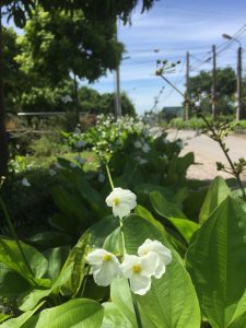 cây bách thủy tiên thủy sinh