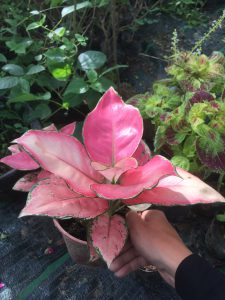 cây vạn lộc lá đỏ - cây thiên phú lá đỏ