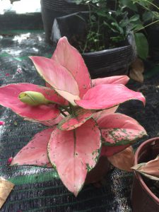 cây vạn lộc lá đỏ - cây thiên phú lá đỏ