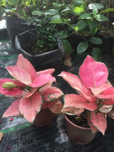 cây vạn lộc lá đỏ - cây thiên phú lá đỏ