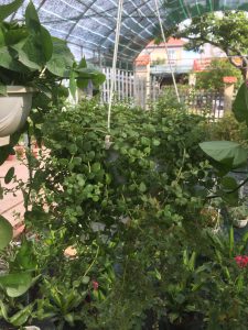 Cây vảy rồng treo