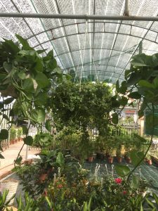 Cây vảy rồng treo