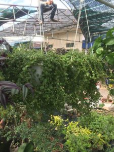 Cây vảy rồng treo