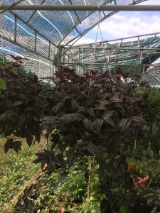 chậu thài lài tía rủ treo