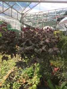 chậu thài lài tía rủ treo