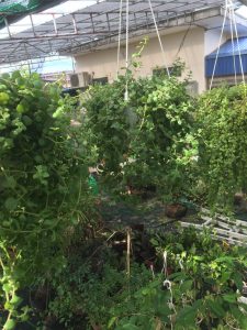 Cây vảy rồng treo