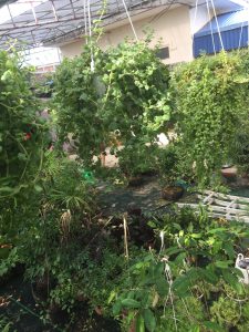 Cây vảy rồng treo