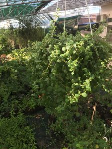 Cây vảy rồng treo