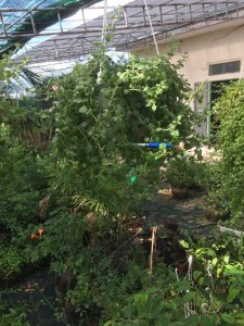 Cây vảy rồng treo