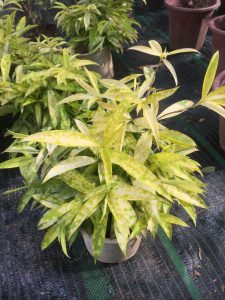 Cây Trúc Nhật Phú Quý - Trúc Nhật Vàng