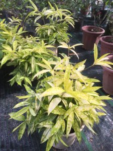 Cây Trúc Nhật Phú Quý - Trúc Nhật Vàng