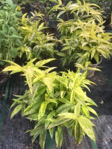 Cây Trúc Nhật Phú Quý - Trúc Nhật Vàng