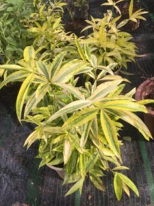 Cây Trúc Nhật Phú Quý - Trúc Nhật Vàng