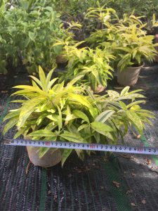 Cây Trúc Nhật Phú Quý - Trúc Nhật Vàng