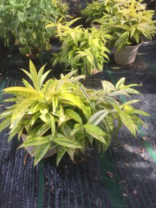 Cây Trúc Nhật Phú Quý - Trúc Nhật Vàng