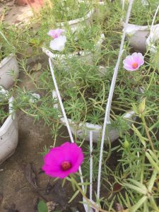 Hoa mười giờ mỹ cánh đơn