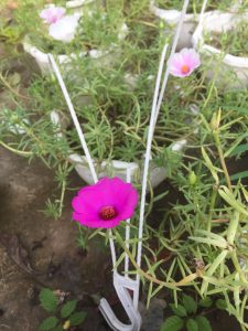 Hoa mười giờ mỹ cánh đơn