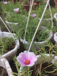 Hoa mười giờ mỹ cánh đơn