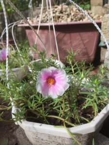 Hoa mười giờ mỹ cánh đơn