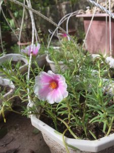 Hoa mười giờ mỹ cánh đơn