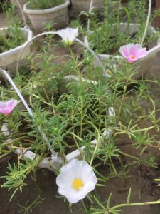 Hoa mười giờ mỹ cánh đơn